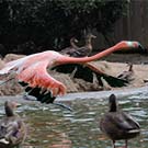 FlamingoDucks